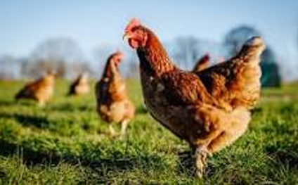 Chicken